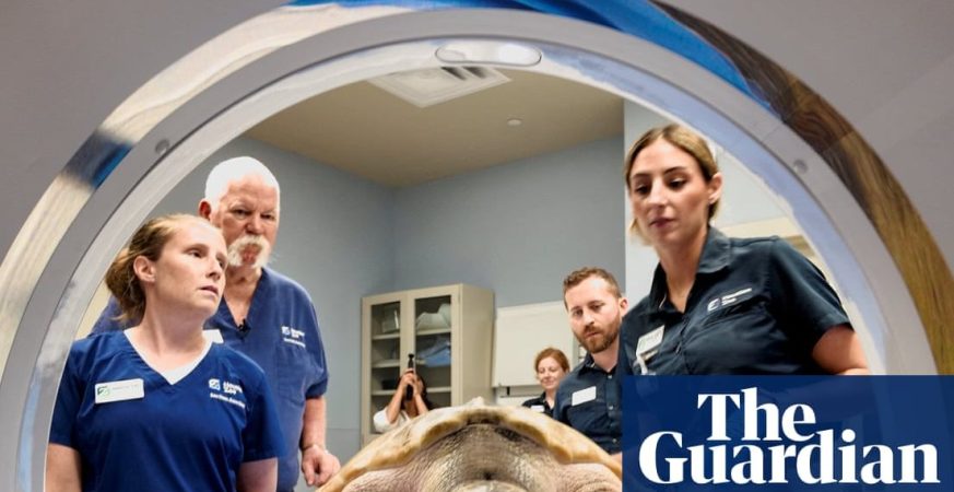 From a Welsh Beach to Houston: How a Tiny Sea Turtle Named Rhossi Cheated Death Across 5,000 Miles