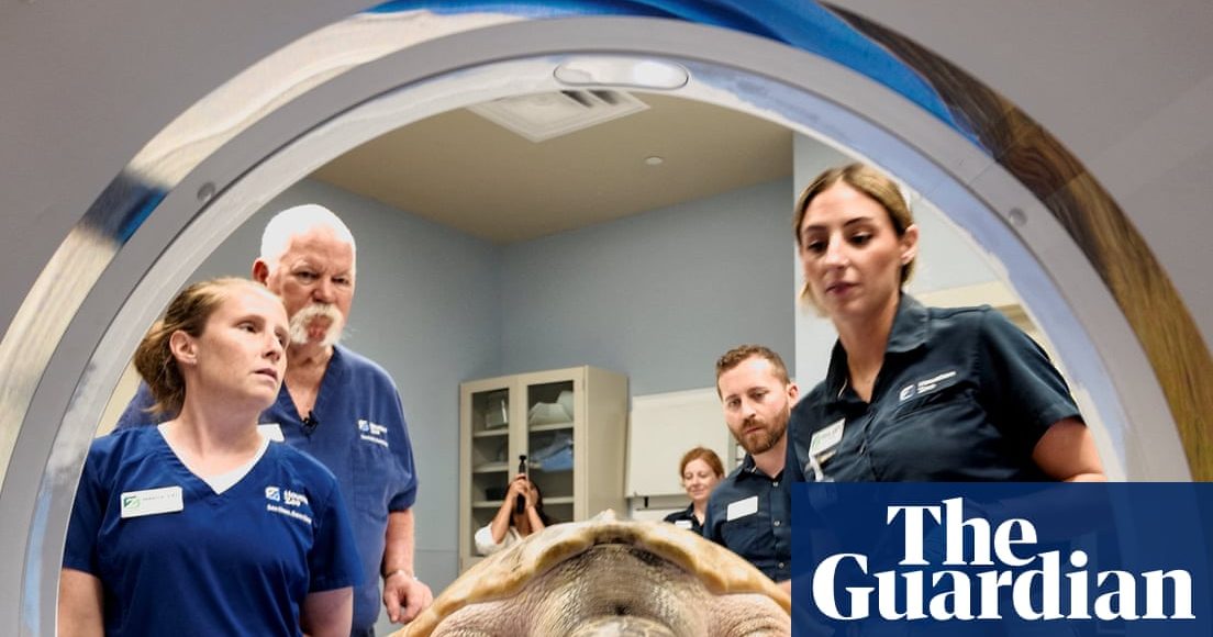 From a Welsh Beach to Houston: How a Tiny Sea Turtle Named Rhossi Cheated Death Across 5,000 Miles