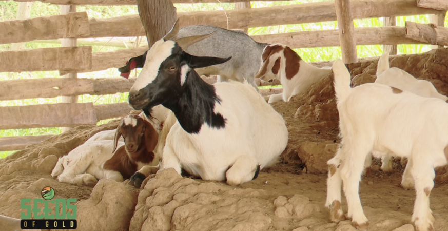 From Backyard to Bank Account: How Ugandan Farmers Are Cashing In on Goat Farming
