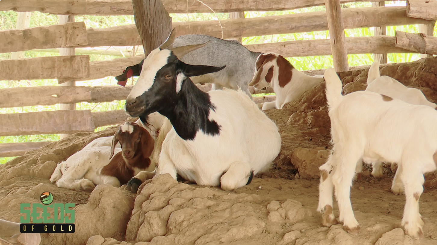 From Backyard to Bank Account: How Ugandan Farmers Are Cashing In on Goat Farming 8 From Backyard to Bank Account: How Ugandan Farmers Are Cashing In on Goat Farming