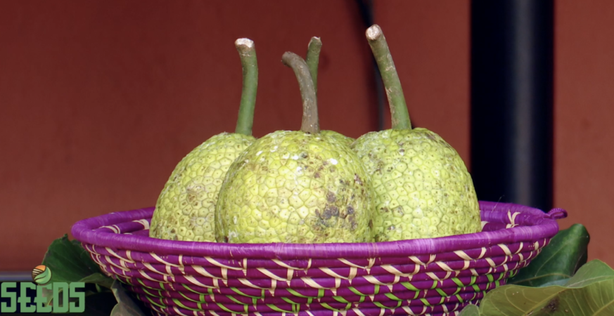 From the Pacific to Your Plate: Why Breadfruit Could Be Africa's Next Big Crop 9 From the Pacific to Your Plate: Why Breadfruit Could Be Africa's Next Big Crop