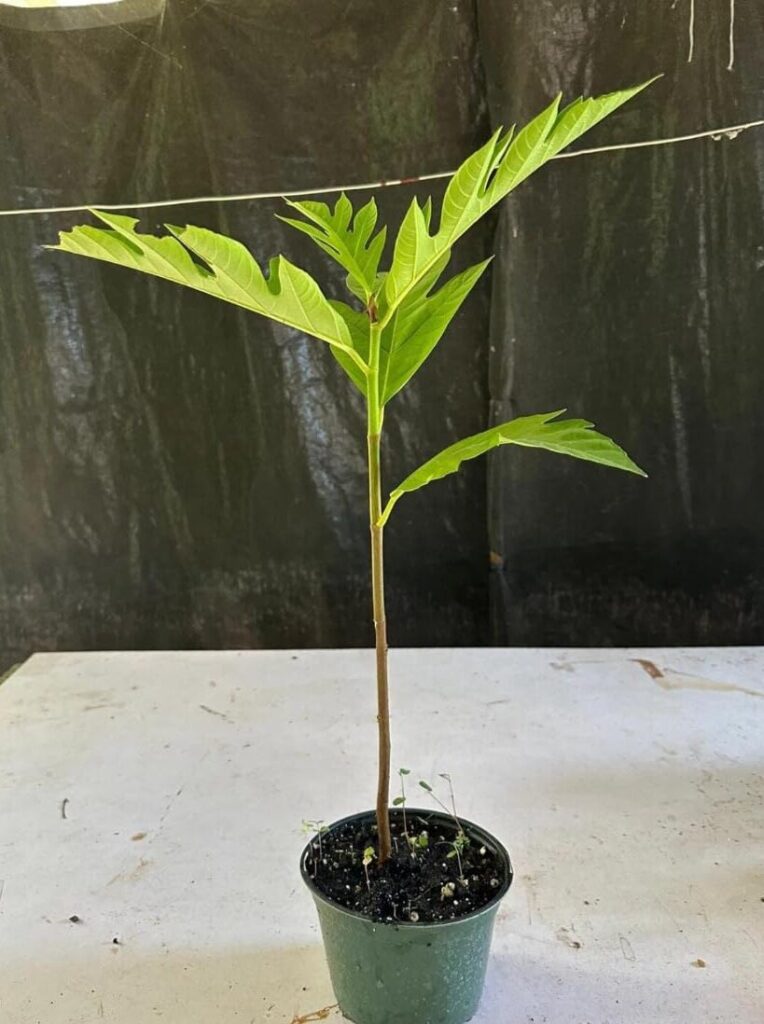 From the Pacific to Your Plate: Why Breadfruit Could Be Africa's Next Big Crop — breadfruit, food security, agroforestry