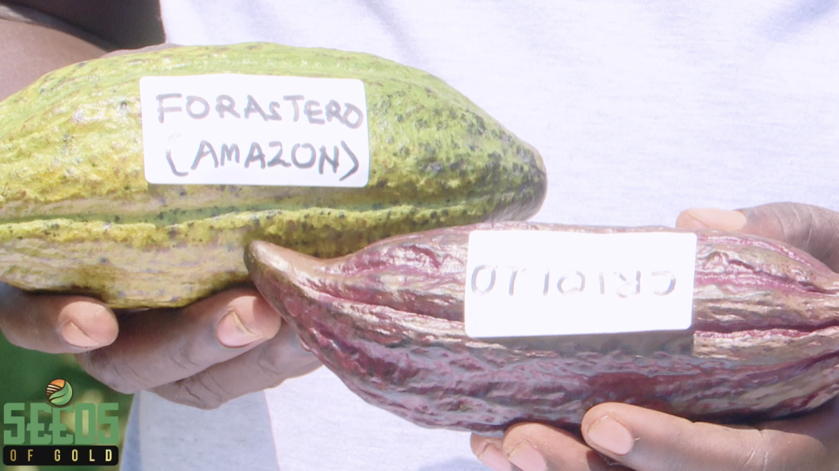 How a Farm Clinic in Lira Is Changing the Way Uganda's Farmers Grow, Manage, and Get Paid