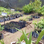 Before the Harvest Comes the Nursery: Why Smart Farmers Start Here