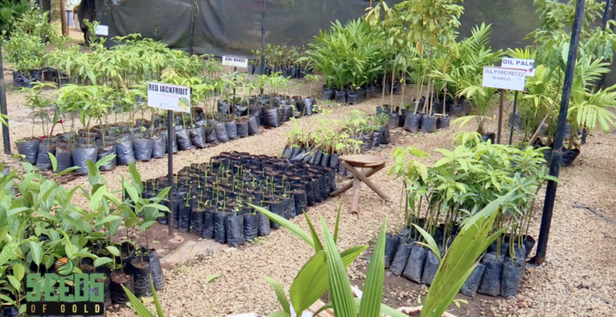 Before the Harvest Comes the Nursery: Why Smart Farmers Start Here 9 Before the Harvest Comes the Nursery: Why Smart Farmers Start Here