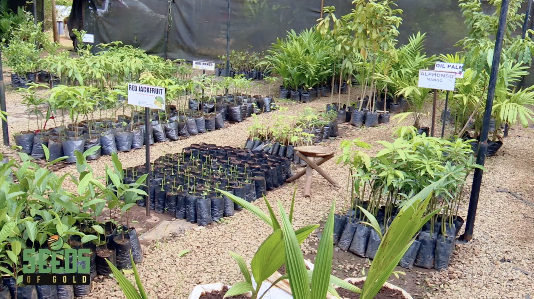 Before the Harvest Comes the Nursery: Why Smart Farmers Start Here